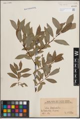 Foto von Salix daphnoides Vill.